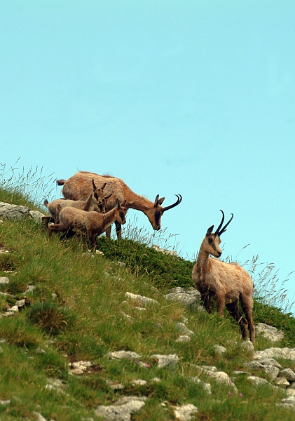 Camoscio d''Abruzzo Rupicapra pyrenaica ornata